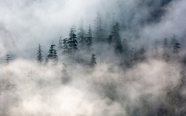 Фотообои  PhotoWall Forest Fog e313550 Standard